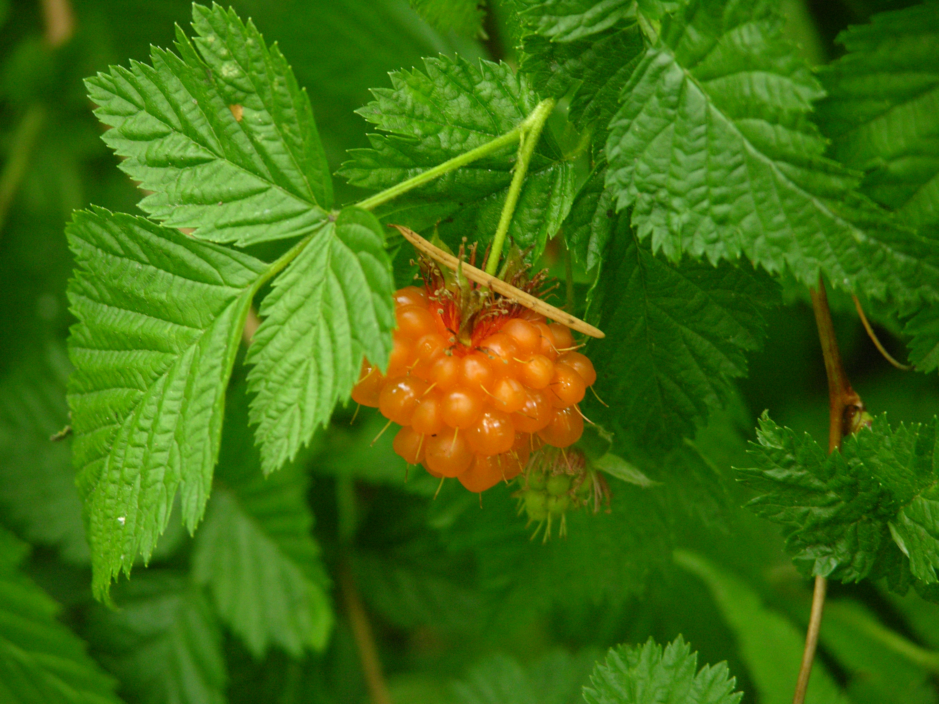 Image result for salmonberry