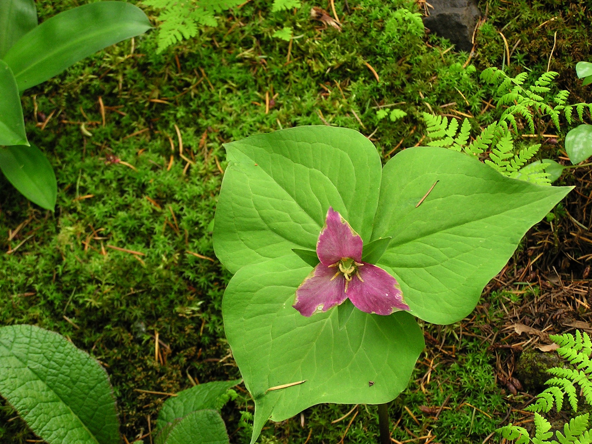 The Wild Garden Hansen�s Northwest Native Plant Database