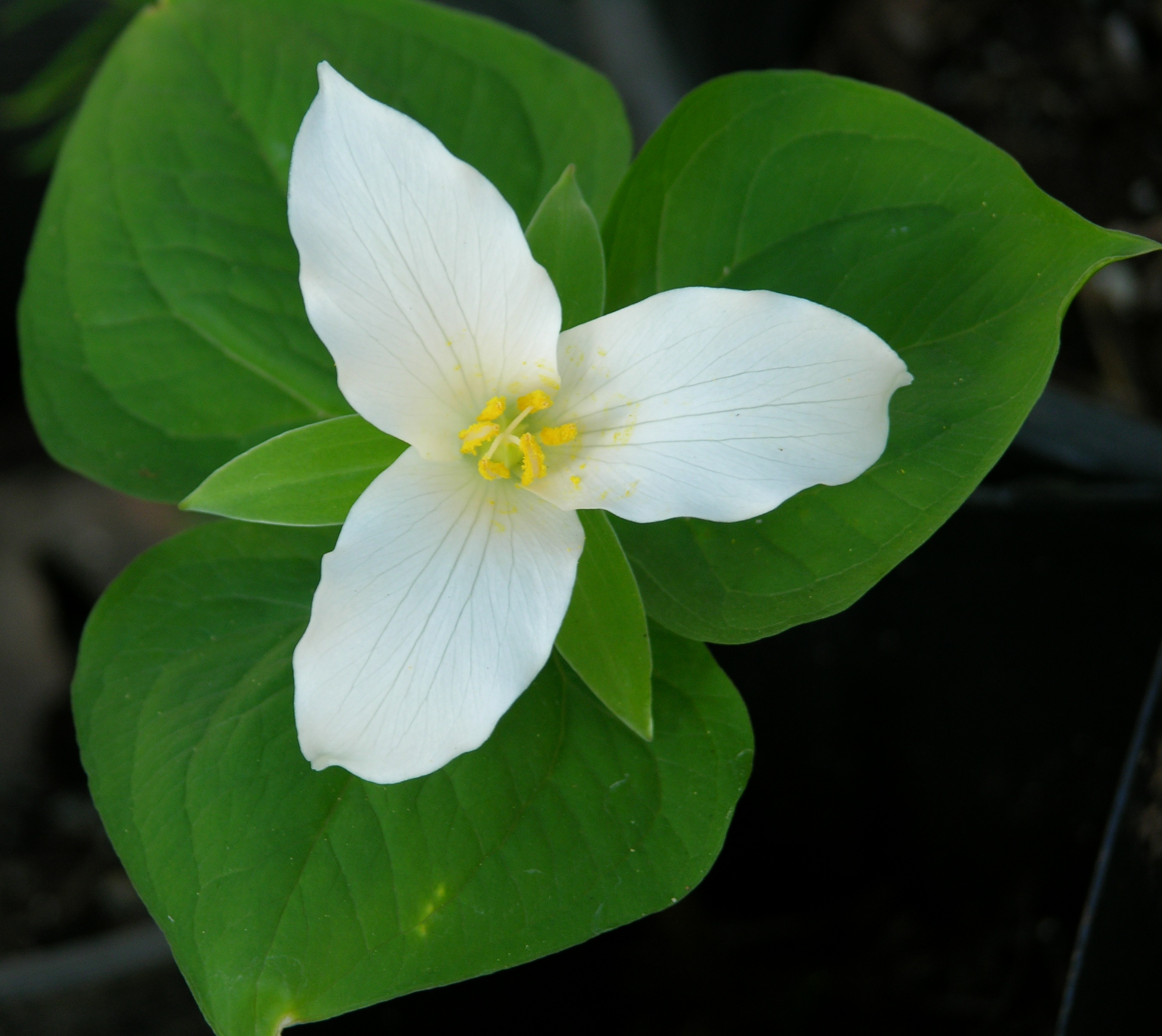 Trillium_ovatum_jko030905.jpg