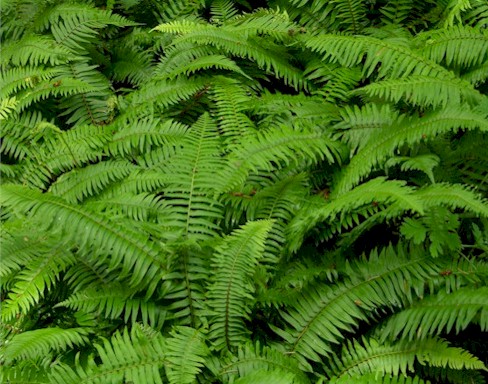 Image result for sword fern